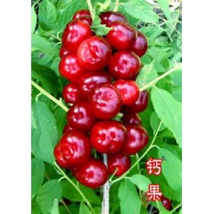 農(nóng)大鈣果4號果樹苗木【郵政發(fā)貨、10棵起發(fā)貨】
