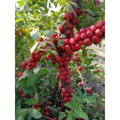 農(nóng)大鈣果4號果樹苗木【郵政發(fā)貨、10棵起發(fā)貨】
