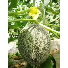 一只長在吐魯番的哈密瓜，西州蜜25號又叫“酥蜜25號”濃郁香甜，甜度驚人！??！