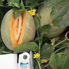 一只長在吐魯番的哈密瓜，西州蜜25號又叫“酥蜜25號”濃郁香甜，甜度驚人！??！
