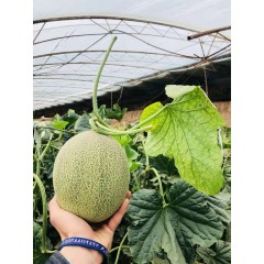 一只長在吐魯番的哈密瓜，西州蜜25號又叫“酥蜜25號”濃郁香甜，甜度驚人！！！