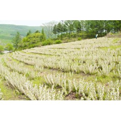 農大鈣果苗木農大4號、農大6號、’‘農大7號’樹苗【郵政發(fā)貨、10棵起發(fā)貨】