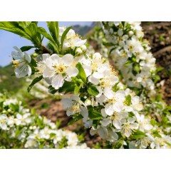 農大鈣果苗木農大4號、農大6號、’‘農大7號’樹苗【郵政發(fā)貨、10棵起發(fā)貨】