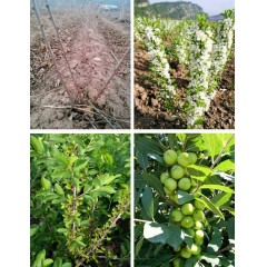 農大鈣果苗木農大4號、農大6號、’‘農大7號’樹苗【郵政發(fā)貨、10棵起發(fā)貨】