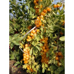 農大鈣果苗木農大4號、農大6號、’‘農大7號’樹苗【郵政發(fā)貨、10棵起發(fā)貨】