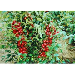 農大鈣果苗木農大4號、農大6號、’‘農大7號’樹苗【郵政發(fā)貨、10棵起發(fā)貨】