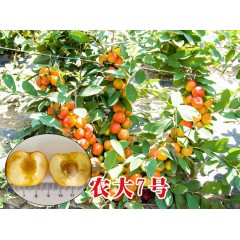農大鈣果苗木農大4號、農大6號、’‘農大7號’樹苗【郵政發(fā)貨、10棵起發(fā)貨】
