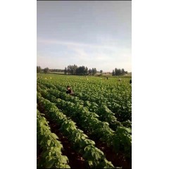 蘇子訂單農業(yè) 訂單種植 蘇子葉、蘇子籽 回收收購