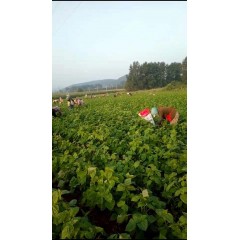 蘇子訂單農業(yè) 訂單種植 蘇子葉、蘇子籽 回收收購